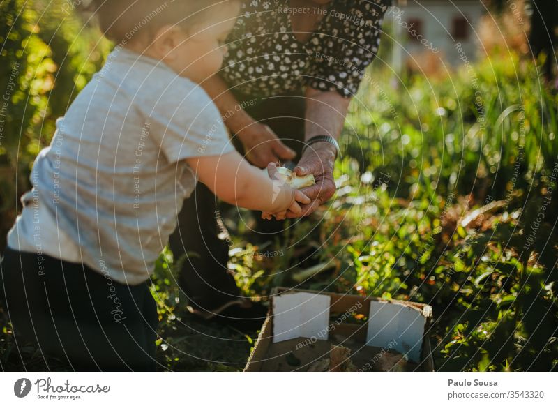 Child and grandmother gardening Generation Grandmother Family & Relations family Together togetherness Grandchildren Happy Lifestyle Authentic Caucasian senior