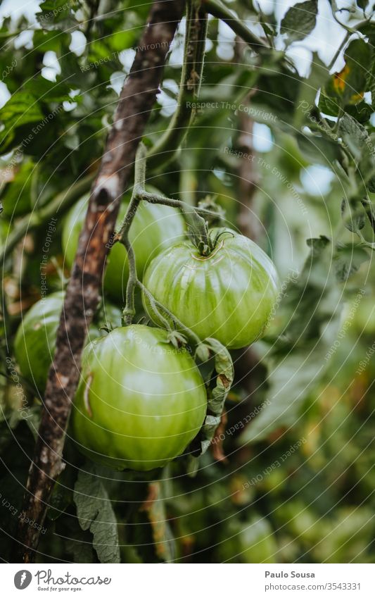 Organic green tomatoes Tomato Organic produce Organic farming bio freshness Green Close-up organic Delicious agriculture Healthy Eating food Fresh Exterior shot