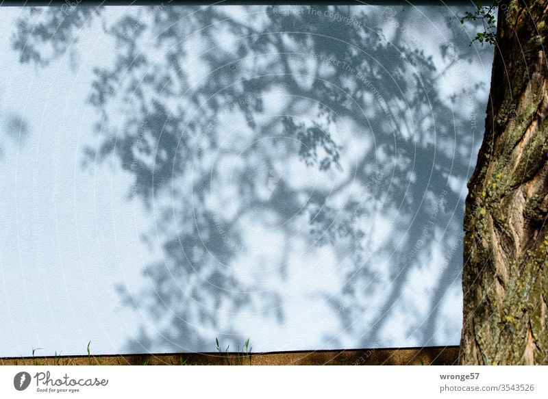 Shadows of branches and twigs on a house wall Light and shadow Branches and twigs tree Tree trunk Shade of a tree Summer Exterior shot Deserted