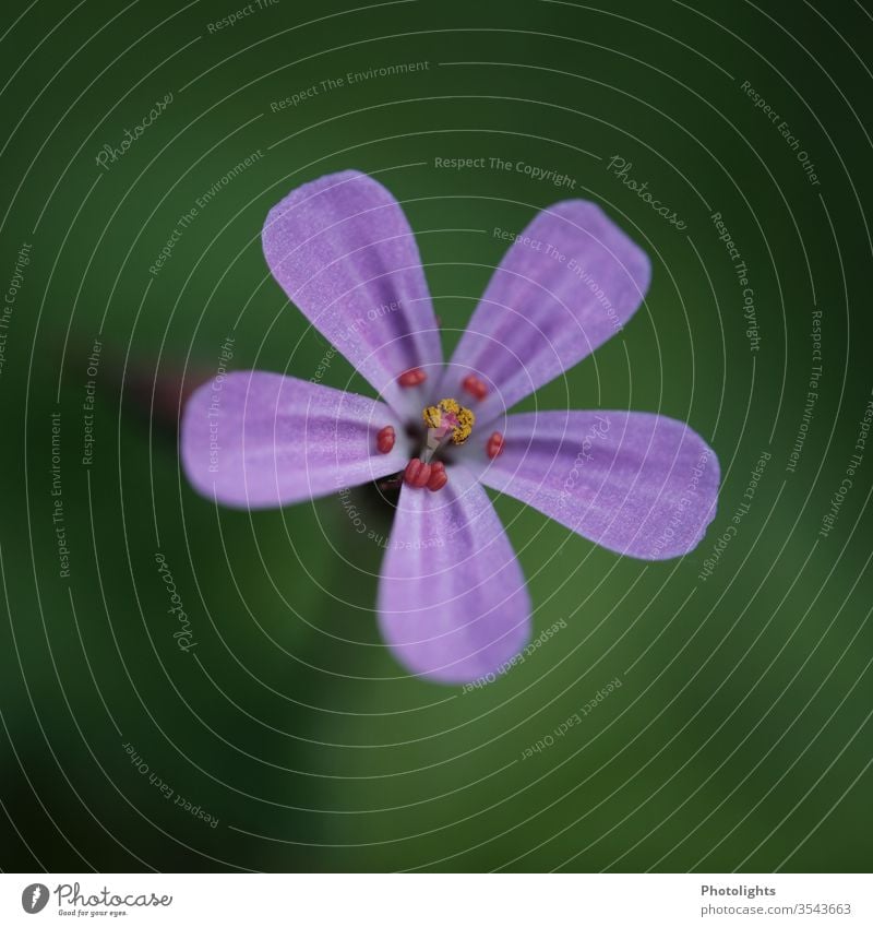 Violet flower of a weed bleed flowers Weed Macro (Extreme close-up) Close-up Nature Detail Blossoming Blossom leave Deserted Exterior shot Colour photo