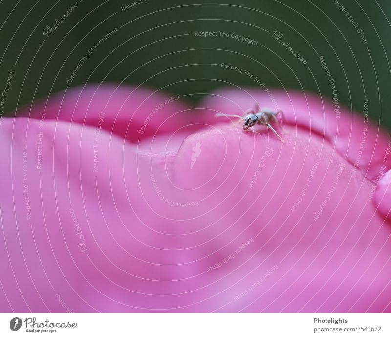 Ant on petal Peony bleed Blossom leave Pink Animal Plant flowers Nature Exterior shot spring Detail Macro (Extreme close-up) Garden Colour photo Search