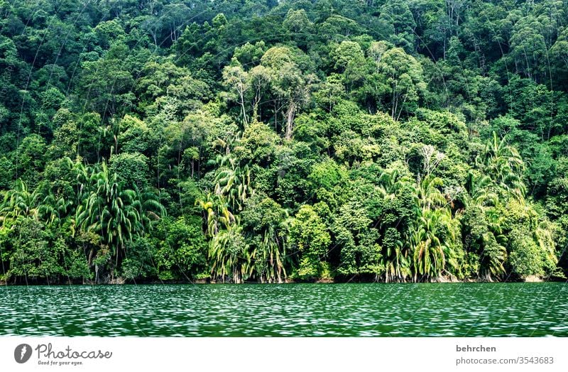 rustic jungle Sunlight Contrast Light Day Deserted Exterior shot Colour photo Impressive natural Environmental protection Idyll Wanderlust Calm Gorgeous Iban