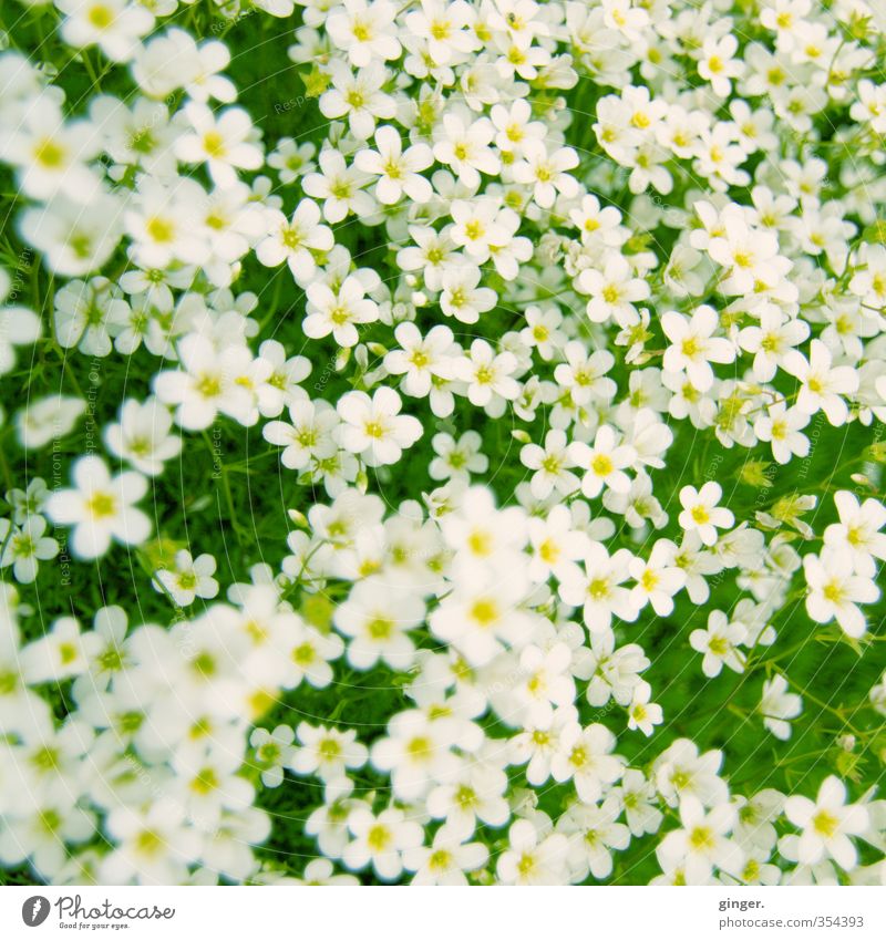 I'll bed you on a carpet of flowers. Environment Plant Flower Yellow Green White Carpet Many Muddled Small Delicate Cross processing Growth Closed Upward