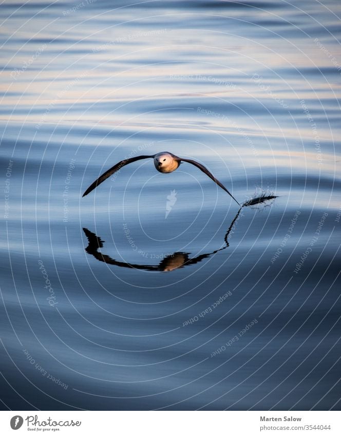 Sea gull is touching the water sea seagull ocean calm flying wings blue white atlantic expanse open coast peace serene air serenity sun hover atmosphere