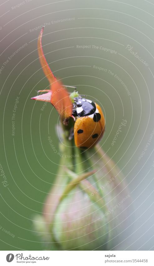 European ladybird treats itself to an aphid Ladybird Insect Beetle aphid-eaters Animal Red Macro (Extreme close-up) Close-up Colour photo luck Plant