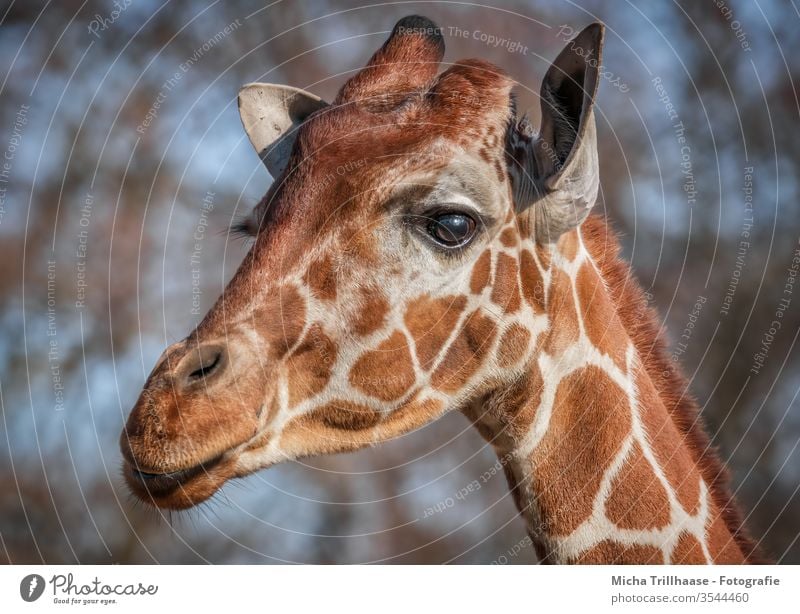 Giraffe Portrait giraffa Animal Wild animal Head Face Eyes ears Nose Muzzle Pelt Neck Animal portrait Animal face Nature Close-up Looking Sunlight sunshine