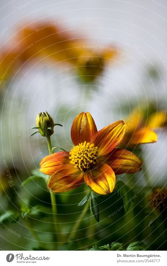 Composite plant of the genus Bidens, bidentate; summer bloomer from the south of the USA Two-tooth asteraceae American Balcony plant ornamental Close-up