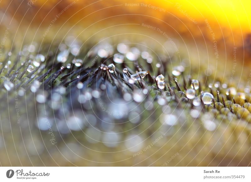 trickle Nature Plant Water Drops of water Rain Blossom Sunflower Nectar Observe Blossoming Glittering Wet Round Point Brown Yellow Orange White Colour photo