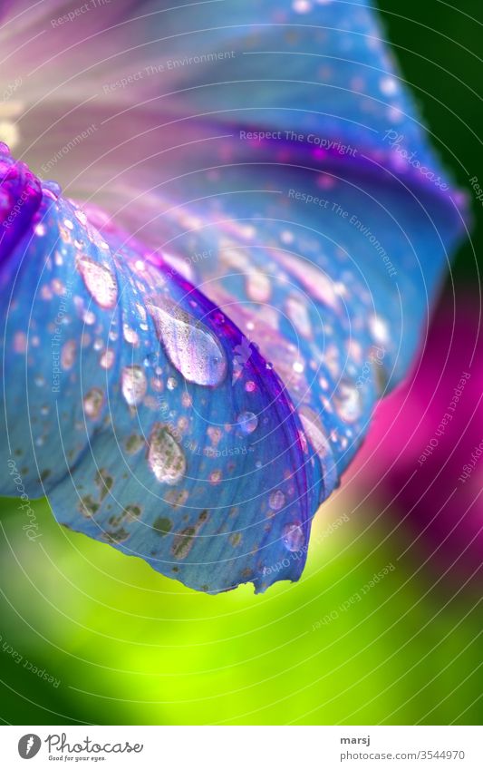 Drops of water on winch blossom Winch blossom Life Wild plant natural Blue invigorating refreshingly Macro (Extreme close-up) Detail Garden Fresh