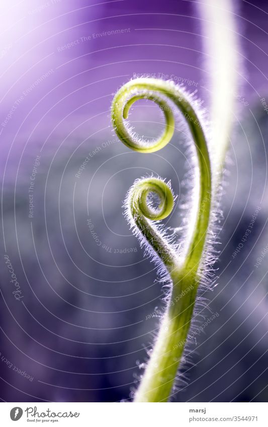 Curled tendrils of a pumpkin plant whorls curling Hairy Violet Headstrong strange rank shoot Pumpkin plant Nature spring natural Plant green Exterior shot