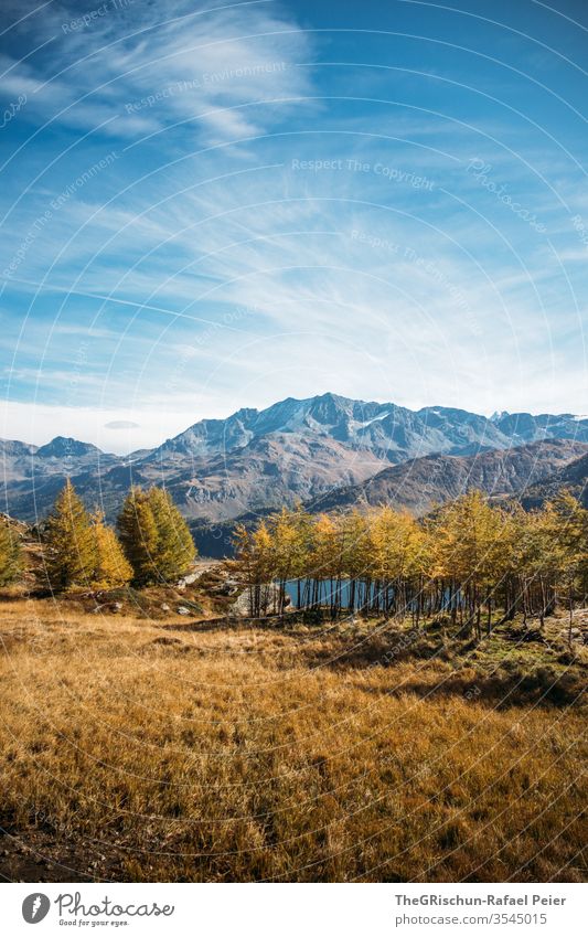 Larches in autumn against mountain panorama larch forest Meadow Nature Exterior shot Autumn Landscape Day Deserted Mountain Sky Alps Autumnal Higher Engadin