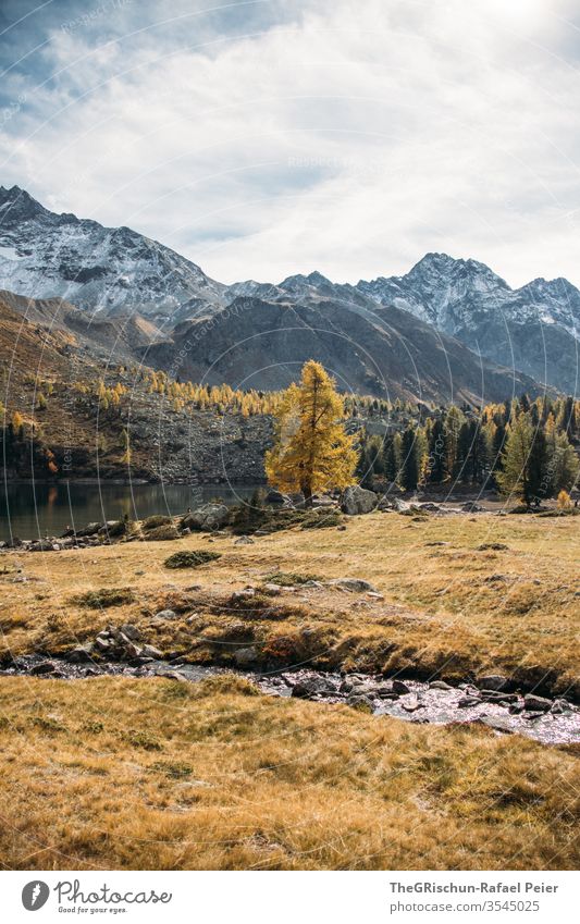 Larch on the lake with view of mountains Forest Nature Landscape Hiking Deserted Mountain Alps Sky Switzerland mountain lake Autumn yellowish brown Brook Water