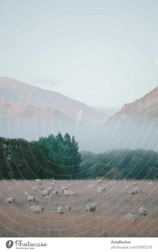 #As# Sheep To Fog Shroud of fog Misty atmosphere Fog bank Sea of fog Cloud forest Covering of fog Patch of fog sheep New Zealand New Zealand Landscape