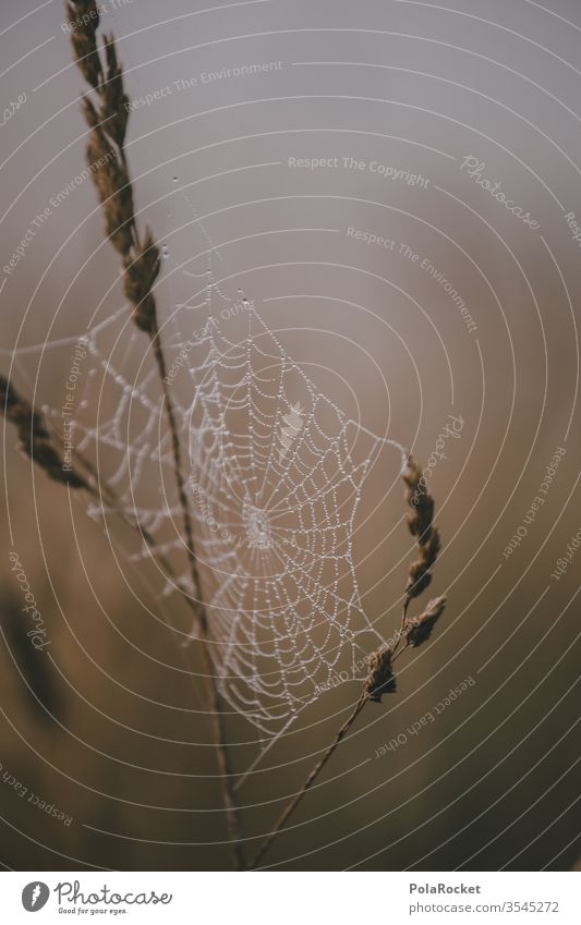 #As# cobweb Spider's web Field Net Fog Shroud of fog Misty atmosphere Sea of fog Patch of fog Exterior shot Colour photo Deserted Day Landscape Environment