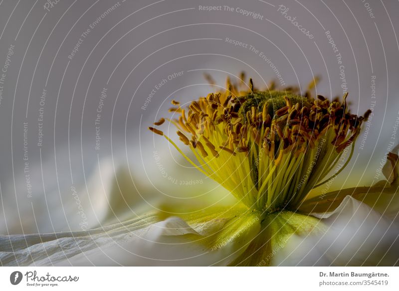 Stamina and stigma of Papaver nudicaule, white strain stamens close-up flower pollen blurred plant blooming