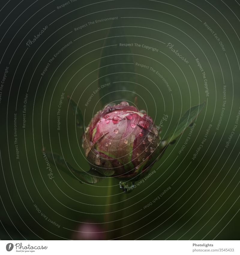 Bud of a peony with drops of water Peony bud Pink green Water Drops of water reflection Plant Reflection Close-up Damp Detail Macro (Extreme close-up) Nature