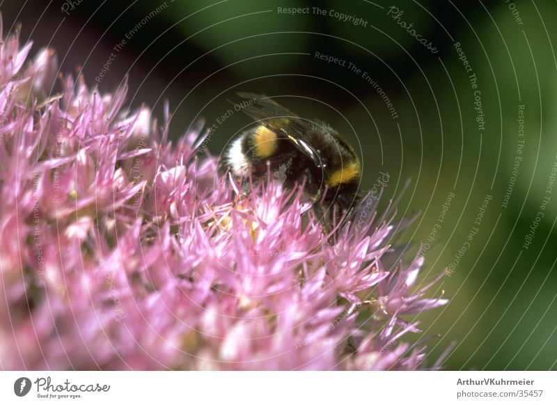 Bumblebee on fat hen Bumble bee Diagonal Insect Close-up Macro (Extreme close-up) pink flower green background