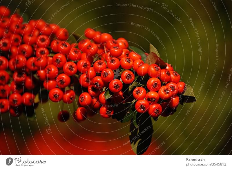 A rowan branch with ripe fruit. Mountain ash Rowanberry Sorbus aucuparia pome fruit growth Feed forage plant Parasorbic acid sorbitol sugar substitute leaves