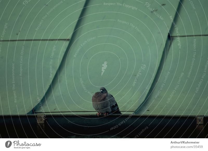 Pigeon on tin roof Bird Sleep green tin roof Detail Relaxation Sit Loneliness