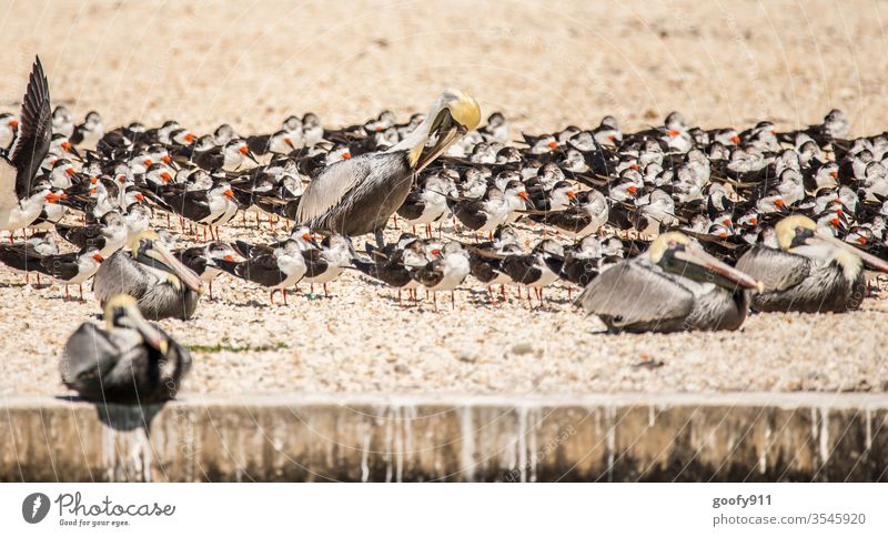 Terns and pelicans birds Animal Beak Head Feather Esthetic Elegant Exterior shot Close-up Animal portrait Animal face Colour photo Observe Wild animal