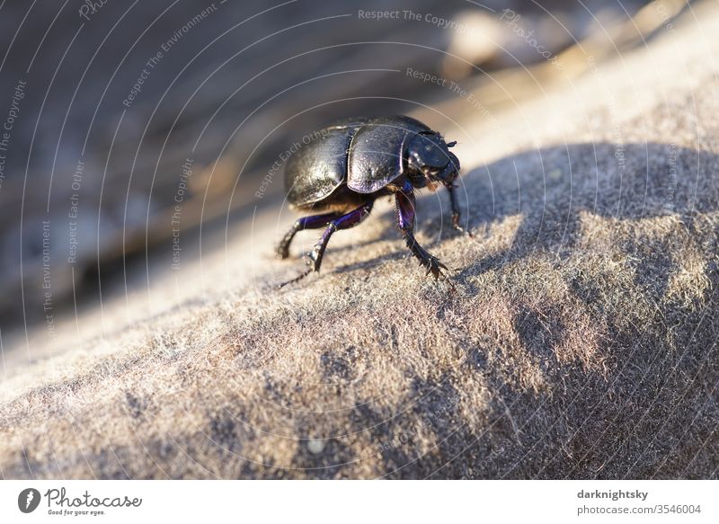 Anoplotrupes stercorosus dung beetle on a roof covering Beetle coleoptera Insect Macro (Extreme close-up) Nature Shallow depth of field Crawl Deserted