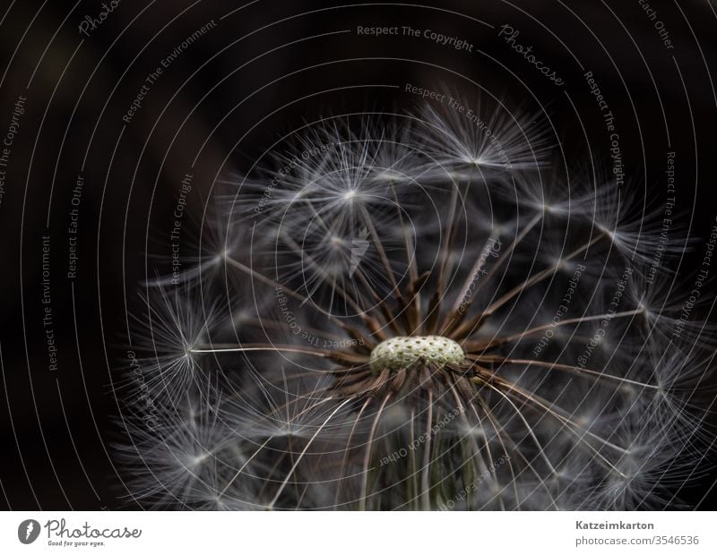 dandelion Flower Blooming bloom nature seed summer spring macro blossom abstract blue flora transparent botanic blurred soft floral natural detail white