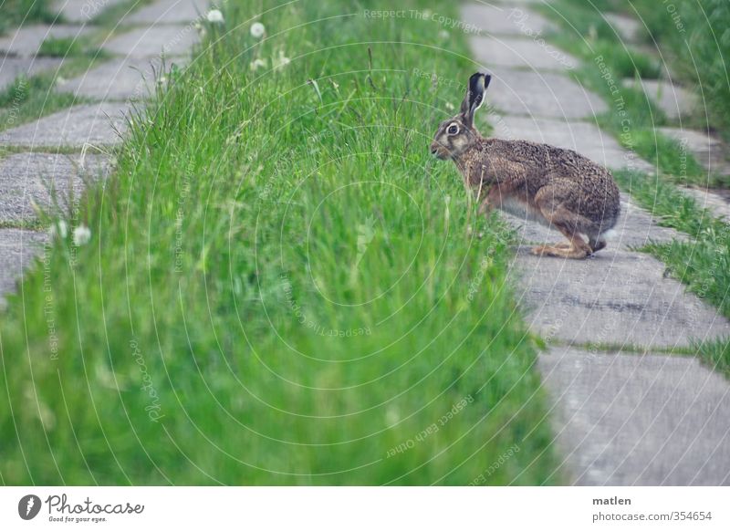 Hoppla Hoppel Grass Meadow Field Animal Wild animal 1 Gray Green Hare & Rabbit & Bunny Concrete off hobble Colour photo Exterior shot Deserted Day