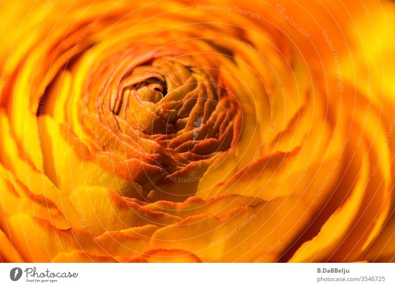 Yellow petals close together. Garden Heart Plant Nature flowers Exterior shot Macro (Extreme close-up) Close-up Detail Blossoming spring Deserted already bleed