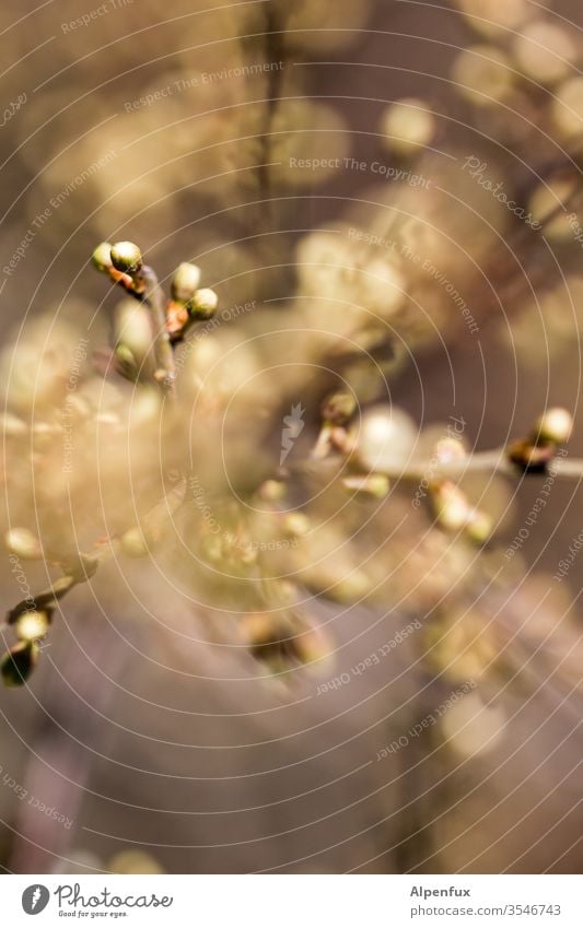 Spring Explosion spring flowers bleed Close-up Nature Plant Colour photo Blossoming Detail Exterior shot Deserted Shallow depth of field Blossom leave Violet