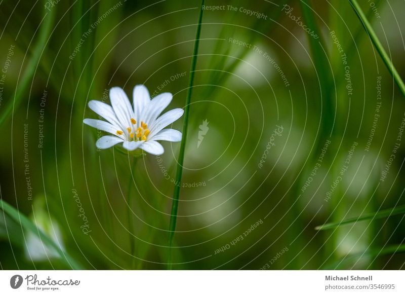 Little white flower in the grass flowers Nature Plant spring already White Yellow Macro (Extreme close-up) Close-up bleed Colour photo Shallow depth of field