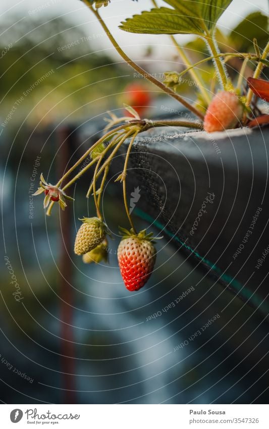 Organic strawberries Strawberry Organic produce Organic farming bio Fruit Delicious Red Close-up Summer Nature Day Vitamin Exterior shot Healthy Eating Fruity