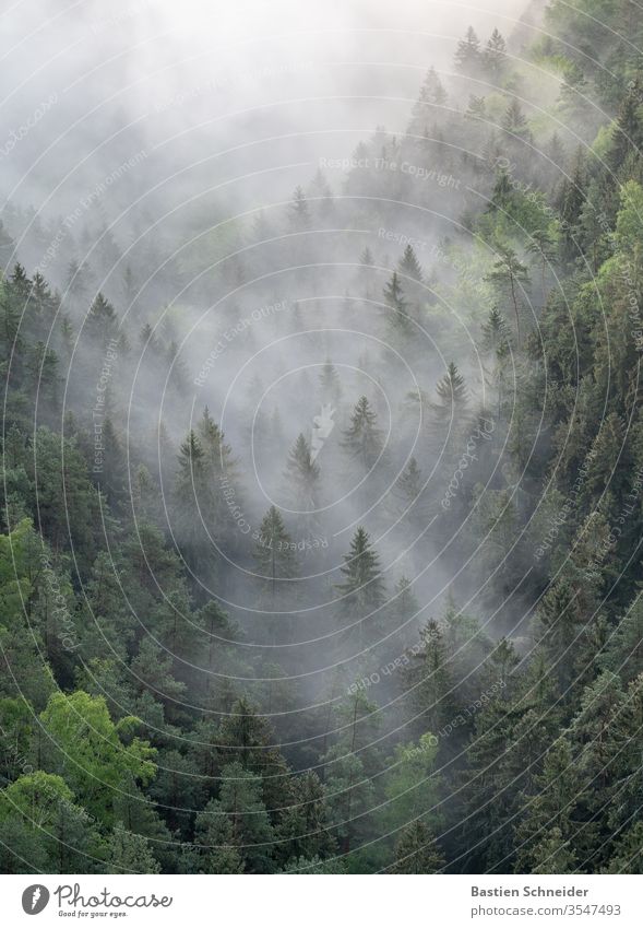 Misty forest in the Elbe Sandstone Mountains Fog Saxony Saxon Switzerland Hiking Exterior shot rathen tree Nature Landscape Sun Morning Tourist Attraction