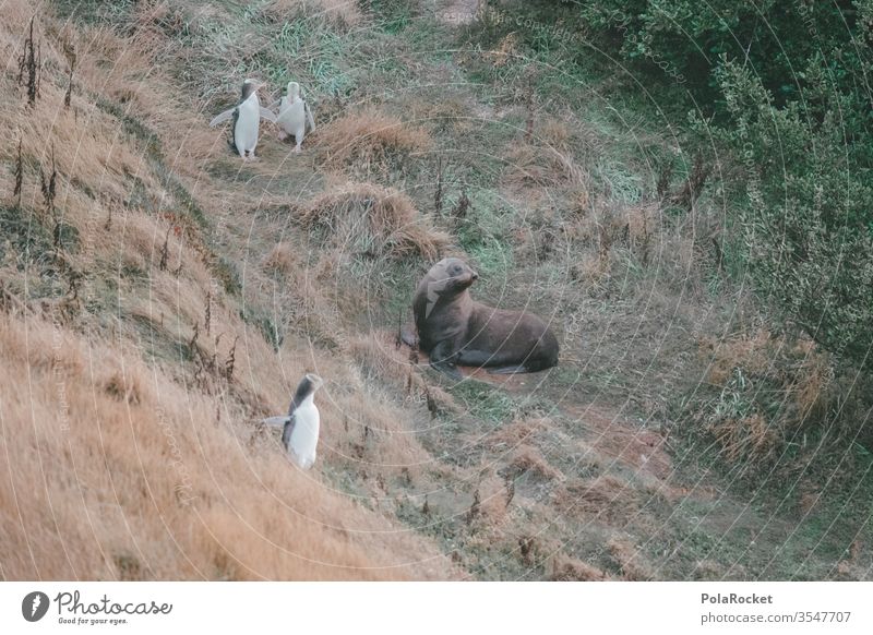 #AS# Where is Sigi? Colour photo Exterior shot Ocean Nature Beach Waves Penguins Coast New Zealand Waddle Animal New Zealand Landscape free wilderness Sea lion