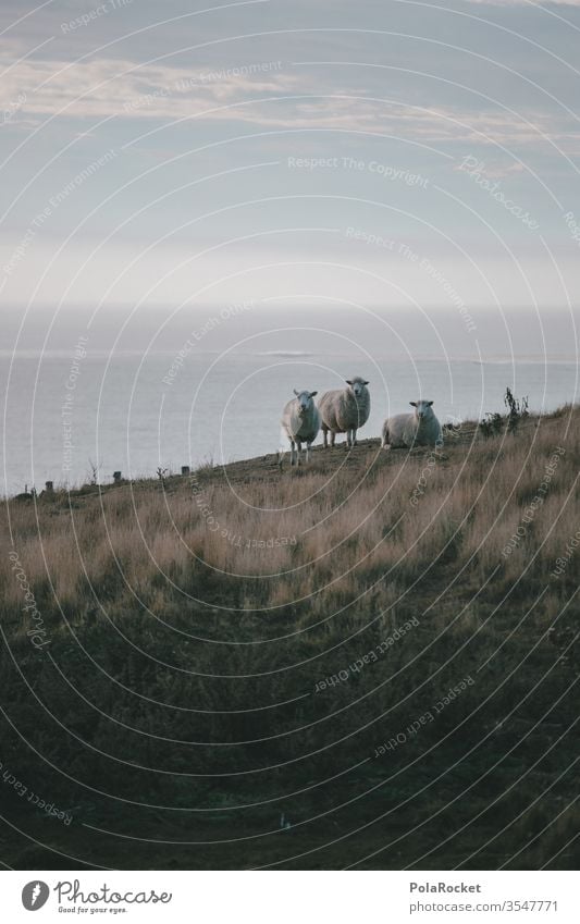 #As# Sheep slope sheep Coast New Zealand New Zealand Landscape Colour photo Exterior shot Nature Vacation & Travel Adventure Environment