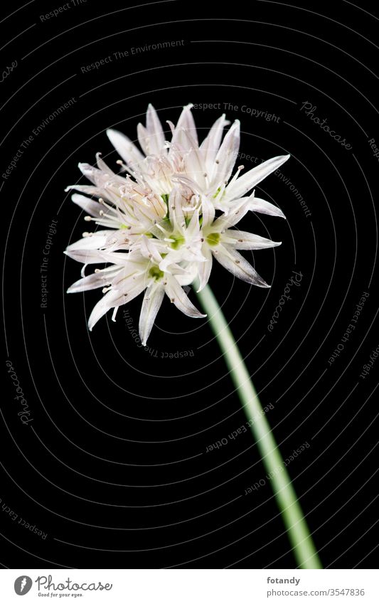 Chive blossom on black detail Allium schoenoprasum isoliert Aroma vegetarisch botanisch Frische Schnittlauchblüte Flora Gewürze Garten Bokeh kulinarisch