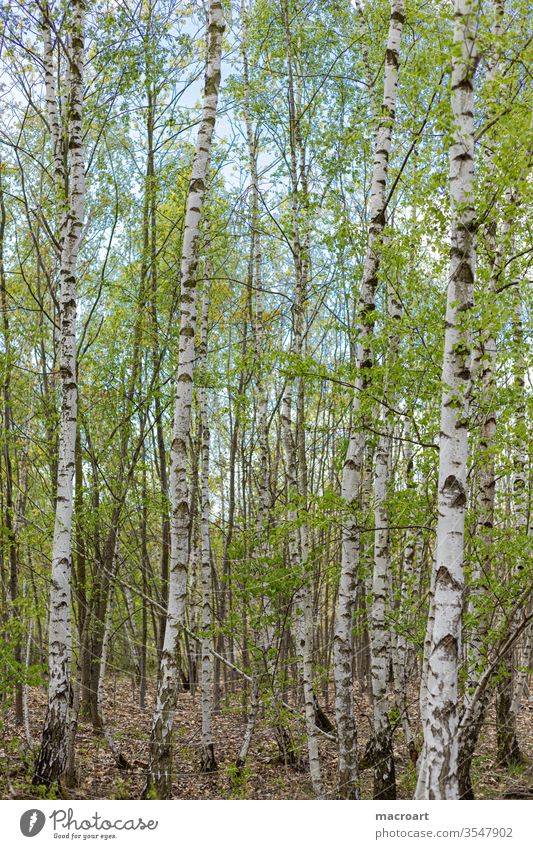 birch forest birches Birch wood Forest planted White bark youthful afforestation young shoots flaked leaves Portrait format Nature Landscape