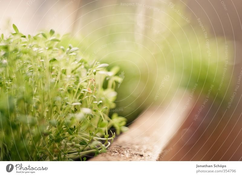 allotment garden Plant Foliage plant Esthetic Macro (Extreme close-up) Green Organic produce Window board Window box Colour photo Exterior shot Close-up Detail