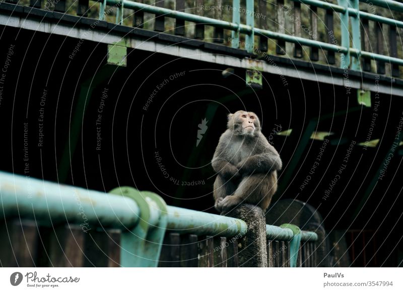 Monkey Foromosa Makak sitting on bridge formosamakake Formosa Africa macaque Man monkey Taiwan South Taiwan Taitung Mammal animal world Exterior shot Asia