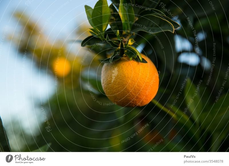 Orange on the branch of an orange tree Orange plantation oranges Orange tree orange fruit citrus fruit Mature Harvest orange plantation Plantation Fuit growing