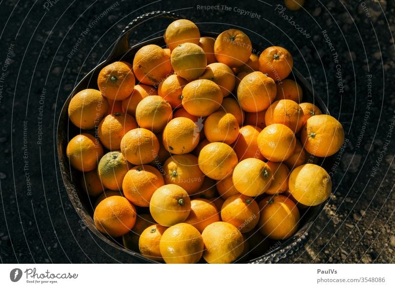 Picked oranges in basket harvested harvested oranges Orange basket Fruit Basket Agriculture Harvest orange harvest fruits vitamins Food Organic Mature Fresh