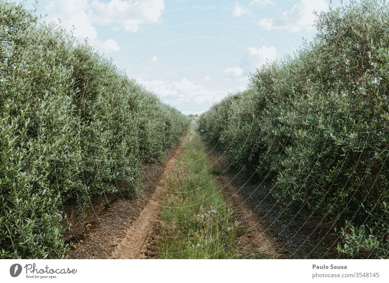 Intensive olive plantation Olive Olive oil Olive tree Exterior shot Olive harvest Plant Environment Mediterranean Copy Space bottom Sunlight Olive grove