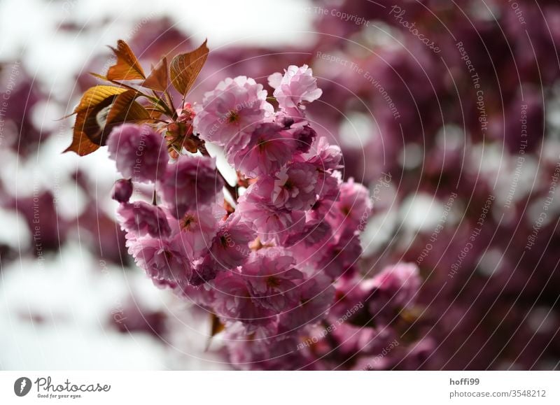 Cherry blossom close petals Bud spring Blossoming Spring colours Spring fever Nature Cherry tree Pink flowers Twig Branch bleed cherry blossom twigs heyday