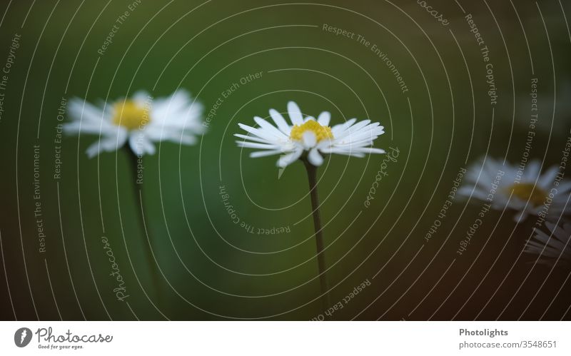 Back of a daisy Daisy Stalk green White Cream wild flower Garden Meadow Field hair petals bleed weed Edible spring flowers Colour photo Close-up Grass