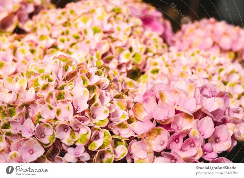 Bright pink hortensia flowers hydrangea yellow petals garden gardening nature floral plant plants botanical growing background texture feminine bright vivid