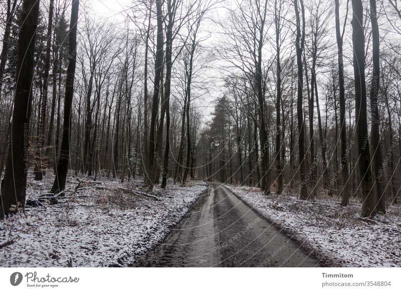 A forest path and delicate winter touches off Forest Winter Snow Tracks trees foliage Bleak Nature Exterior shot Deserted Autumn leaves Wet Dirty Cold