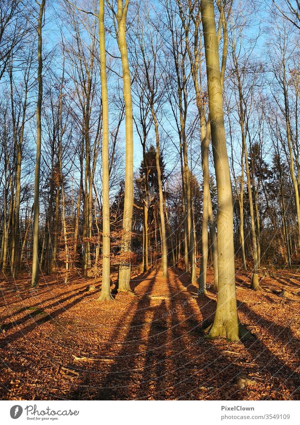 Shadow plays in the forest Forest tree Nature green flaked Tree trunk Sun Clearing