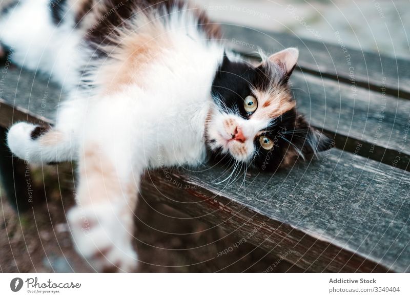 Three colored cat lying on wooden bench lazy street local relax stretch three colored smart fur cute cozy calm peaceful feline fluff cloudy mammal outdoors