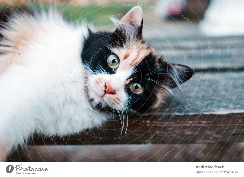 Three colored cat lying on wooden bench lazy street local relax stretch three colored smart fur cute cozy calm peaceful feline fluff cloudy mammal outdoors