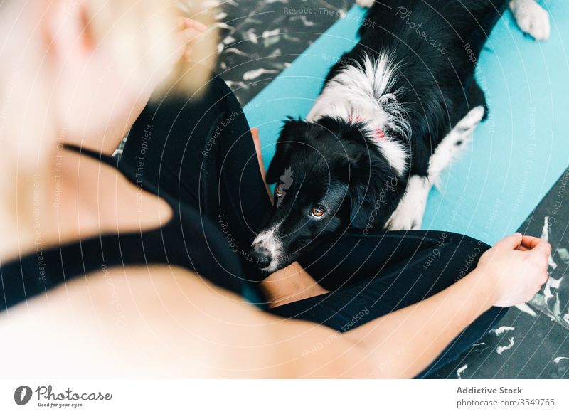 Dog lying near meditating woman yoga dog asana lotus pose meditate home pet together owner relax tranquil peaceful serene calm cute companion curious canine