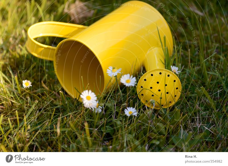 Finally summer ! Garden Spring Summer Beautiful weather Grass Lie Yellow Green Joie de vivre (Vitality) Watering can Daisy Tumble down Colour photo